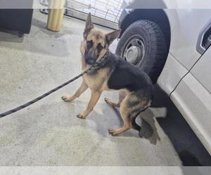 German Shepherd Dog Dogs for adoption in Texas City, TX, USA