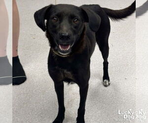 Colonial Cocker Spaniel-Labrador Retriever Mix Dogs for adoption in Washington, DC, USA