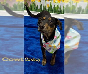 Feist Terrier-Unknown Mix Dogs for adoption in Cottageville, WV, USA