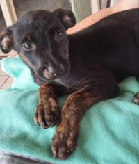 German Shepherd Dog-Unknown Mix Dogs for adoption in Lithia, FL, USA