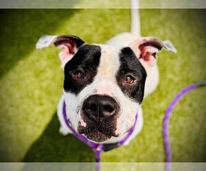 Staffordshire Bull Terrier-Unknown Mix Dogs for adoption in Orlando, FL, USA
