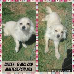 Malchi Dogs for adoption in Mesa, AZ, USA