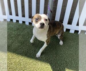 Boxer-Unknown Mix Dogs for adoption in Modesto, CA, USA