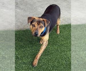 Labrador Retriever-Unknown Mix Dogs for adoption in Baytown, TX, USA
