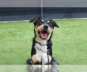 Border Collie Dogs for adoption in Orange, CA, USA