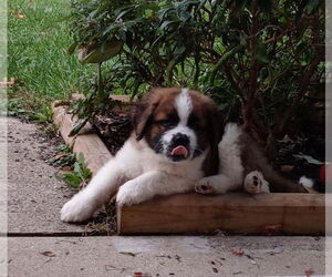 Australian Shepherd-Saint Bernard Mix Dogs for adoption in Aurora, IN, USA