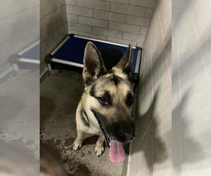 German Shepherd Dog Dogs for adoption in Stockton, CA, USA