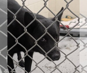 German Shepherd Dog-Unknown Mix Dogs for adoption in Anchorage, AK, USA