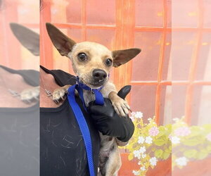 Chihuahua Dogs for adoption in San Bernardino, CA, USA