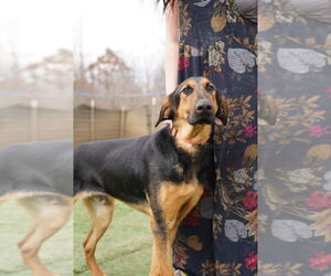 German Shepherd Dog-Greyhound Mix Dogs for adoption in garner, NC, USA