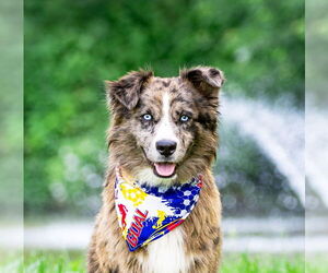 Australian Shepherd-Unknown Mix Dogs for adoption in Unionville, PA, USA