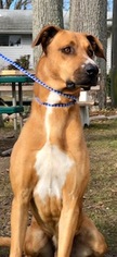 Rhodesian Ridgeback Dogs for adoption in Calverton, NY, USA