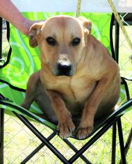 American Bulldog Dogs for adoption in Columbia, LA, USA
