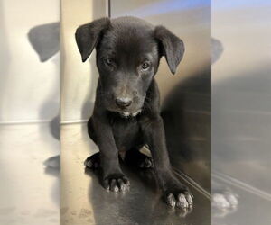 Shepradors Dogs for adoption in Norco, CA, USA