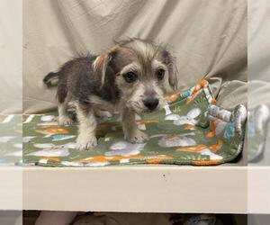 Cairn Terrier-Unknown Mix Dogs for adoption in Modesto, CA, USA