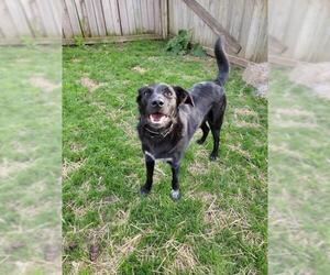 Borador Dogs for adoption in Uwchlan, PA, USA