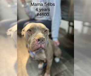 American Pit Bull Terrier Dogs for adoption in Studio City, CA, USA