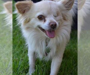 Chiranian Dogs for adoption in Simi Valley, CA, USA