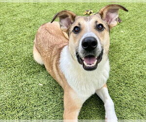 German Shepherd Dog-Unknown Mix Dogs for adoption in Raleigh, NC, USA