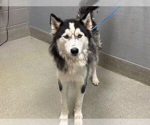 Huskies -Unknown Mix Dogs for adoption in Las Vegas, NV, USA