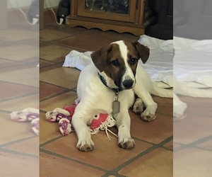 Sheprador Dogs for adoption in Mesa, AZ, USA