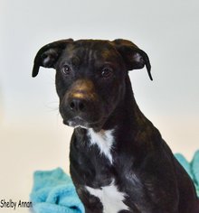 Labrottie Dogs for adoption in Oxford, MI, USA