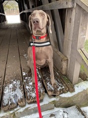 Weimaraner Dogs for adoption in Lewistown, PA, USA