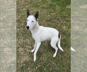 Bull Terrier-Unknown Mix Dogs for adoption in Grovetown, GA, USA