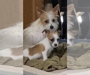 ShiChi Dogs for adoption in Prague, OK, USA