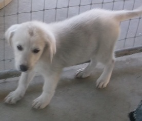 Medium Photo #1 Golden Pyrenees Puppy For Sale in Bonifay, MO, USA