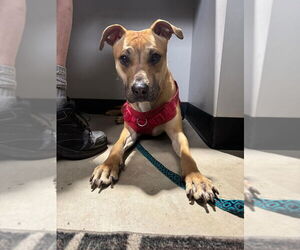 Black Mouth Cur-Boxer Mix Dogs for adoption in Pierceton , IN, USA