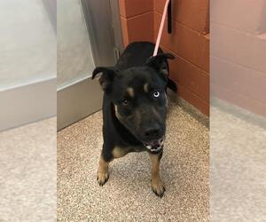 Labrador Retriever-Siberian Husky Mix Dogs for adoption in Pueblo, CO, USA