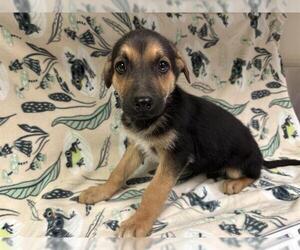 German Shepherd Dog Dogs for adoption in HESPERIA, CA, USA