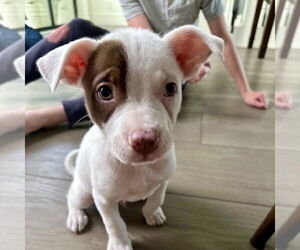 Jack Russell Terrier-Unknown Mix Dogs for adoption in San Juan Capistrano, CA, USA