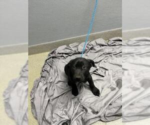 German Shepherd Dog-Unknown Mix Dogs for adoption in Las Vegas, NV, USA