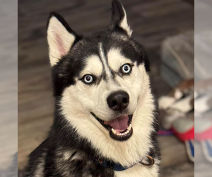 Siberian Husky Dogs for adoption in Omaha, NE, USA