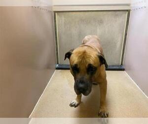 Mastiff Dogs for adoption in Martinez, CA, USA