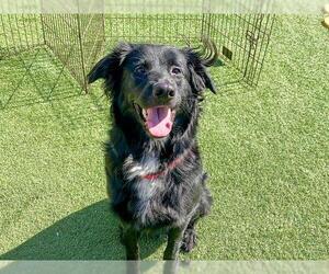 Mutt Dogs for adoption in Orange, CA, USA