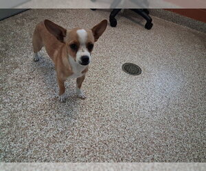 Chihuahua Dogs for adoption in Pueblo, CO, USA