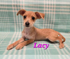 Chihuahua-Unknown Mix Dogs for adoption in Modesto, CA, USA
