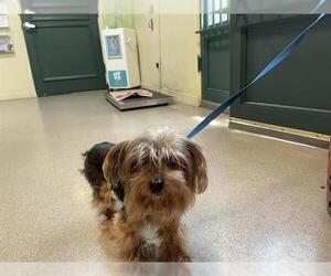 Mutt Dogs for adoption in Pasadena, CA, USA