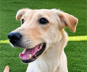 Labrador Retriever Dogs for adoption in Canton, CT, USA