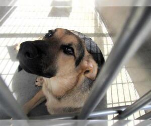 German Shepherd Dog-Unknown Mix Dogs for adoption in Orange, CA, USA