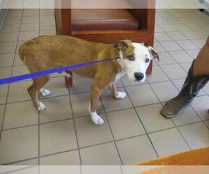 Border Collie-Unknown Mix Dogs for adoption in Ocala, FL, USA