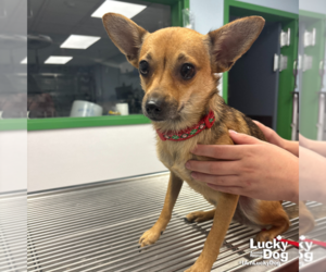 Chihuahua-Feist Terrier Mix Dogs for adoption in Washington, DC, USA