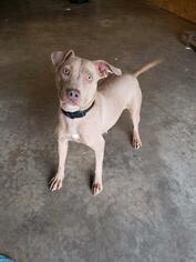 American Pit Bull Terrier Dogs for adoption in Seminole, OK, USA