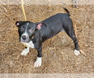 Mutt Dogs for adoption in Hilton Head, SC, USA