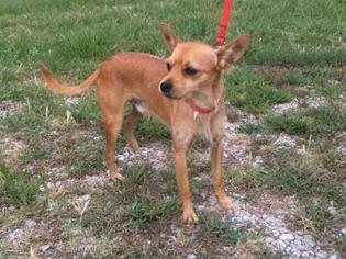 Chihuahua Dogs for adoption in Wichita, KS, USA