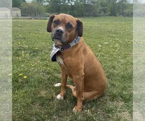 American Bulldog-Unknown Mix Dogs for adoption in New Oxford , PA, USA