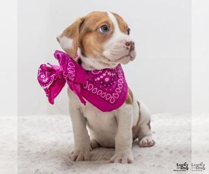 Dachshund Dogs for adoption in Washington, DC, USA